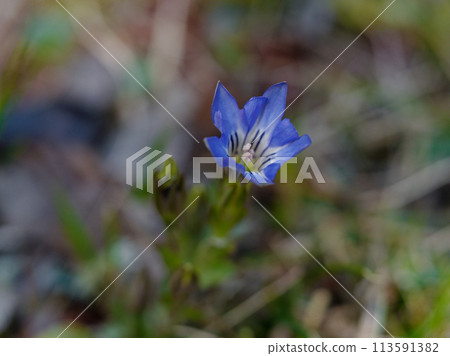 春天的野花 龍膽科的開花 113591382