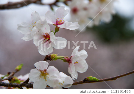 奧運櫻花特寫鏡頭 奧運櫻花特寫鏡頭 113591495