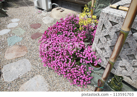 Planting Oxalis tuberosa Planting Oxalis tuberosa 113591703