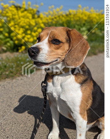 比格犬散步風景 比格犬散步風景 113591914