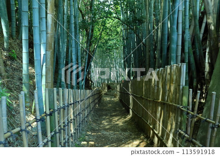 Bamboo forest landscape (Hiyodori Hill in Sakura City) 113591918