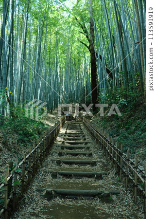 Bamboo forest landscape (Hiyodori Hill in Sakura City) Bamboo forest landscape (Hiyodori Hill in Sakura City) 113591919