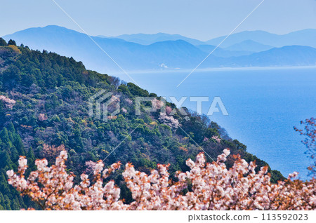 Echizen Coast with wild cherry blossoms in bloom Echizen Coast with wild cherry blossoms in bloom 113592023