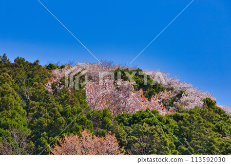野櫻花盛開的越前海岸 野櫻花盛開的越前海岸 113592030