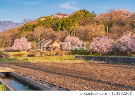 [Yamanashi Prefecture] Takekawa Town, Hokuto City, Mizusha no Sato Park, weeping cherry blossoms and remaining snow on the Southern Alps 113592268