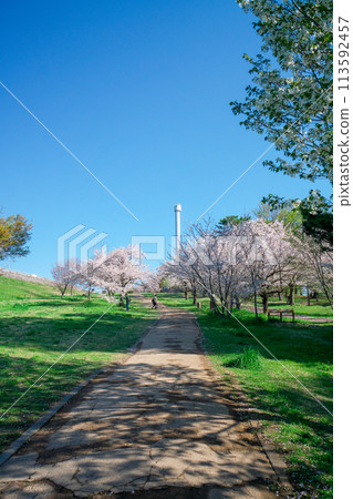 櫻花盛開時的狹山公園、櫻花盛開的風廣場長廊 113592457