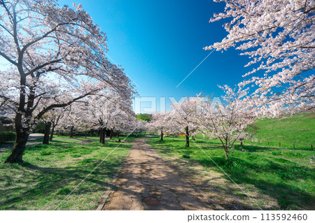 櫻花盛開時的狹山公園，從北坡眺望風廣場 113592460