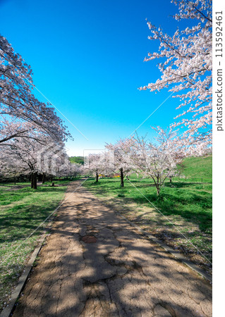 櫻花盛開時的狹山公園，從北坡眺望風廣場 113592461