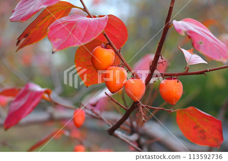 柿子的秋天的落葉 柿子的秋天的落葉 113592736