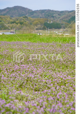Spring wildflowers: A field full of Lamium amplexicaule blooming in the rice fields Spring wildflowers: A field full of Lamium amplexicaule blooming in the rice fields 113592836