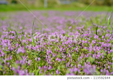 Spring wildflowers: A field full of Lamium amplexicaule blooming in the rice fields 113592844