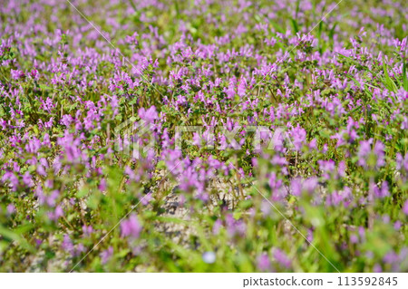 春天的野花:在稻田裡盛開的饃野座 春天的野花:在稻田裡盛開的饃野座 113592845
