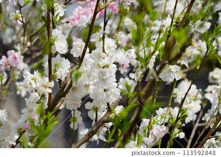 溫暖的春天樹花,Hanapeach 溫暖的春天樹花,Hanapeach 113592848