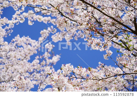 Cherry blossoms in full bloom in Kizugawa City, Kyoto Prefecture Cherry blossoms in full bloom in Kizugawa City, Kyoto Prefecture 113592878