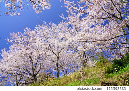 京都府木津川市的櫻花盛開 113592883
