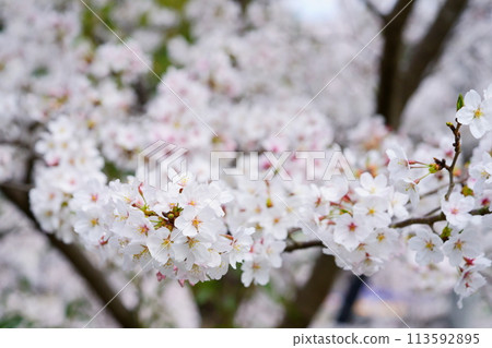 京都府木津川市用微距鏡頭欣賞盛開的櫻花 京都府木津川市用微距鏡頭欣賞盛開的櫻花 113592895