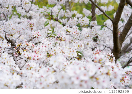 Cherry blossoms in full bloom captured with a macro lens in Kizugawa City, Kyoto Prefecture 113592899