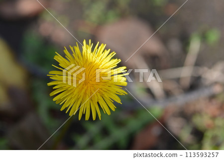 黃色的花朵 黃色的花朵 113593257