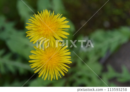 黃色的花朵 113593258