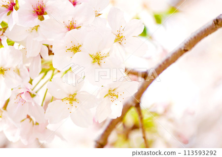 Cherry Blossoms Cherry Blossoms 113593292