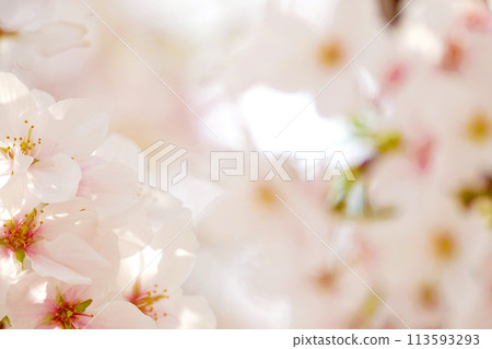 櫻桃樹 櫻桃樹 113593293