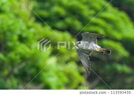 成年遊隼悠閒地飛翔，背景是新鮮的青山 113593430