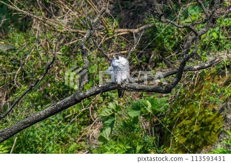 繁殖季節的成年遊eg獵鷹棲息在您最喜歡的樹枝上 113593431