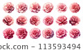 Pink carnation flower watercolor illustration material set 113593494