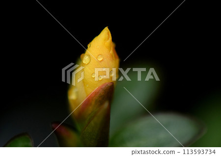 馬齒莧芽在雨中濕漉漉的 113593734