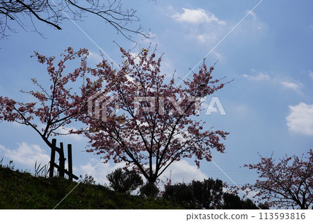Cherry Blossoms	 113593816