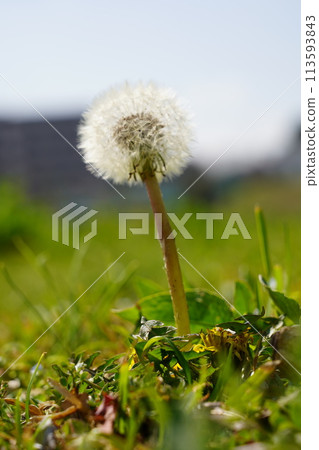 蒲公英絨毛 蒲公英絨毛 113593843