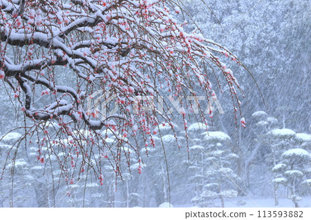 雪落在垂枝梅上 113593882