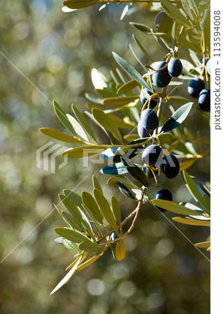 Growing black olives in orchard 113594008