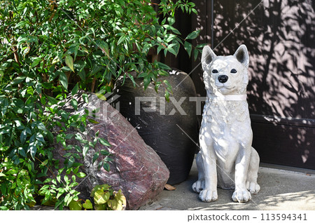 Shiba Inu to sit 113594341
