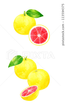 Set of pink grapefruits Hand-drawn watercolor illustrations of fruits 113594375