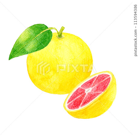 粉紅葡萄柚切成兩半 — 手繪水彩水果插圖 113594386
