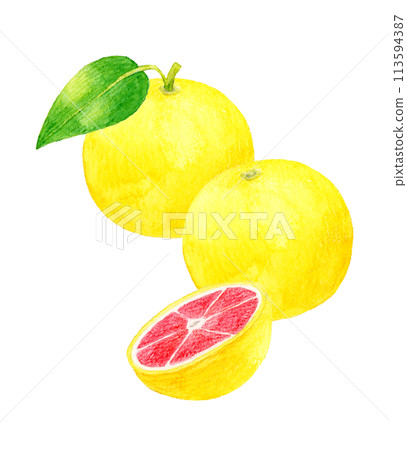 Set of pink grapefruits Hand-drawn watercolor illustrations of fruits 113594387