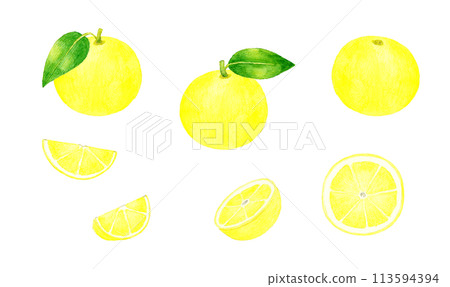 Grapefruit set Hand-drawn watercolor illustration of fruit 113594394
