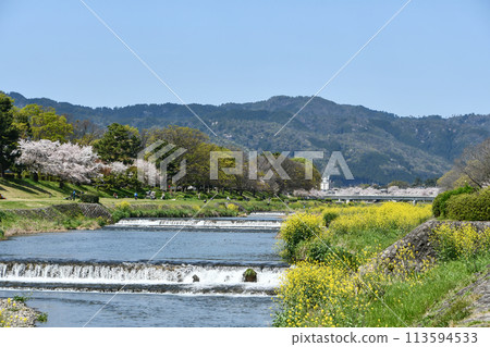 Kyoto Kitayama, Red weeping cherry blossoms in full bloom on Hanki Road 113594533