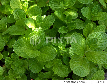 Peppermint plants growing in garden. Healthy herb. 113594741