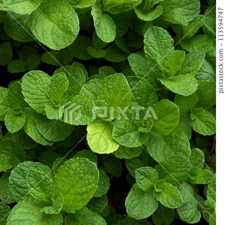 Peppermint plants growing in garden. Healthy herb. Peppermint plants growing in garden. Healthy herb. 113594747
