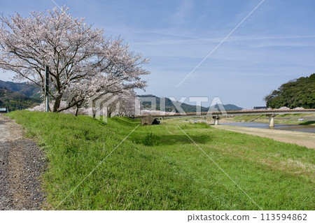 櫻花盛開的寧靜河景 櫻花盛開的寧靜河景 113594862