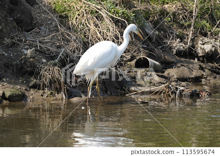 Heron 113595674