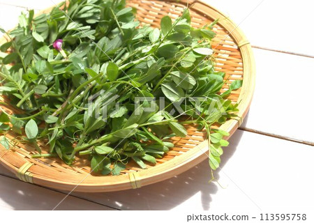 Fresh mugwort in a colander 113595758