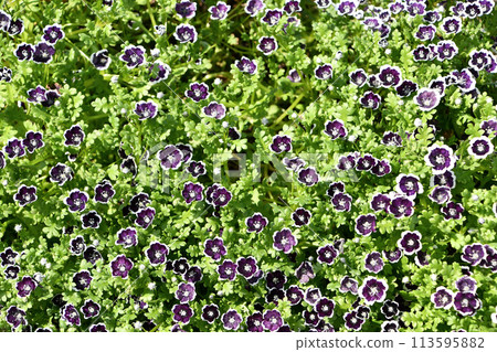 Nemophila '便士黑' Nemophila '便士黑' 113595882