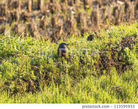 A rock thrush alighting on the edge of a rice terrace 113595933