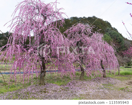 Weeping plum tree in Asuka Village Weeping plum tree in Asuka Village 113595943