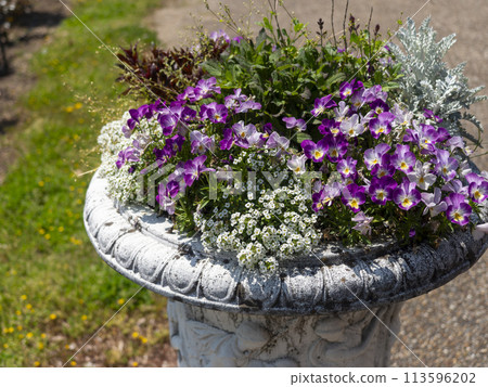 公園裡盛開著色彩鮮豔的花朵 113596202