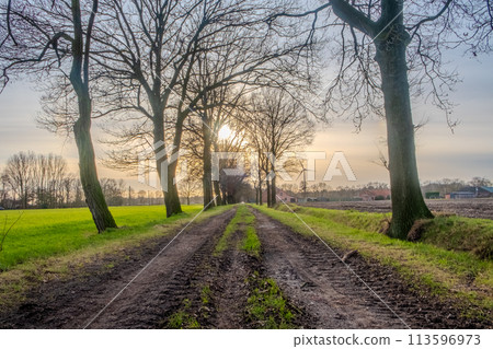 Sunrise on Muddy Rural Pathway Flanked by Trees Sunrise on Muddy Rural Pathway Flanked by Trees 113596973