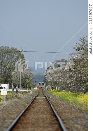 A train passing through a railway line covered with rape blossoms and a railroad crossing A train passing through a railway line covered with rape blossoms and a railroad crossing 113597697